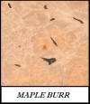 Maple burr - Acer Saccharum