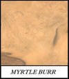 Myrtle burr - Umbellularia Californica