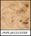 Poplar cluster - Populus Spp
