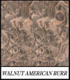 Walnut American burr - Juglans Nigra