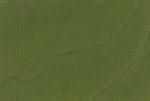 green_veneer_untreated72